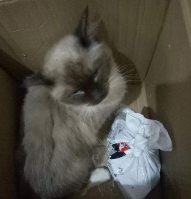 5000元左右的布偶猫怎么样,5000元买布偶猫