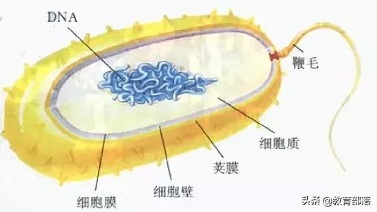 初中生物会考复习计划,初中生物会考复习资料全套