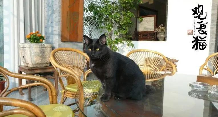 视力不好可以养黑猫吗,眼神不好的千万别养黑猫