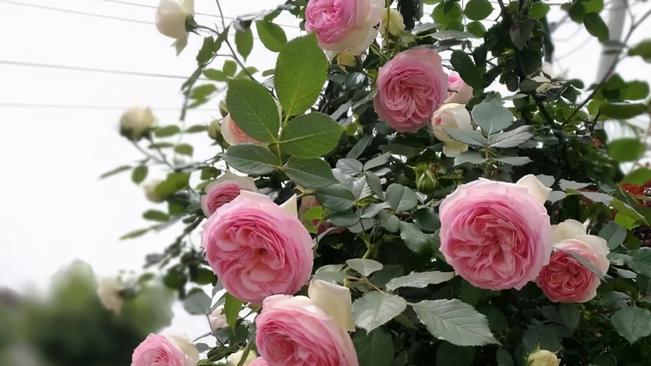 粉龙沙宝石月季花墙图片大全,多季开花深粉龙沙宝石爬藤月季