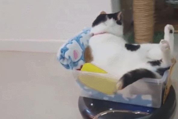 谨防猫中毒，慎用几种消毒用品！养猫家庭怎么消毒，还要看这里