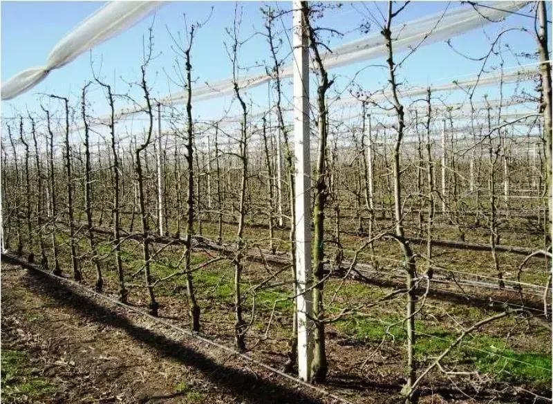 最省钱的果树修剪视频,果树修剪视频苹果树修剪技术