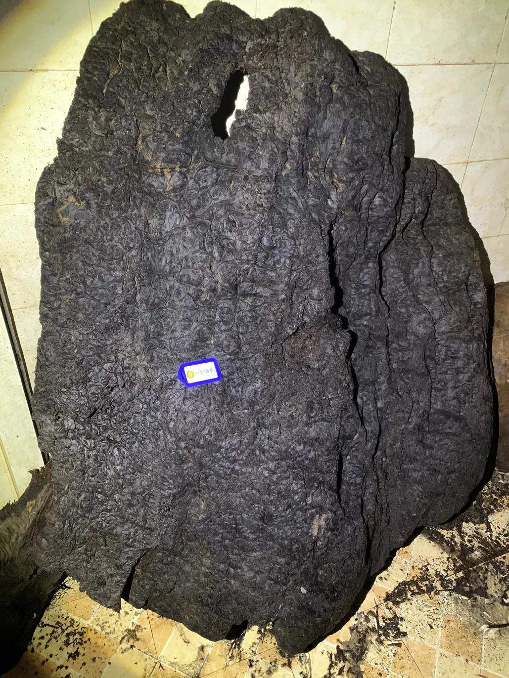 树瘤的价值与功效,榆木树瘤价值