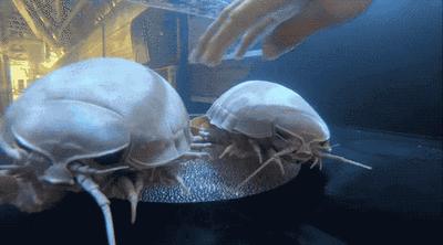 史前深海十大恐怖生物,深海底下的恐怖生物