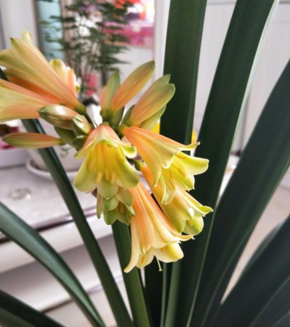 君子兰浇水不吸水怎么办,君子兰不开花浇鸡蛋液应该怎么浇