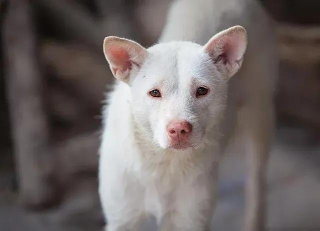 目前现存历史品种最久的狗,全球公认最古老的狗品种