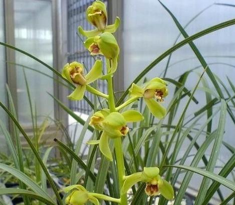 最好的兰花品种图片及名称大全,各种兰花品种详细介绍大全