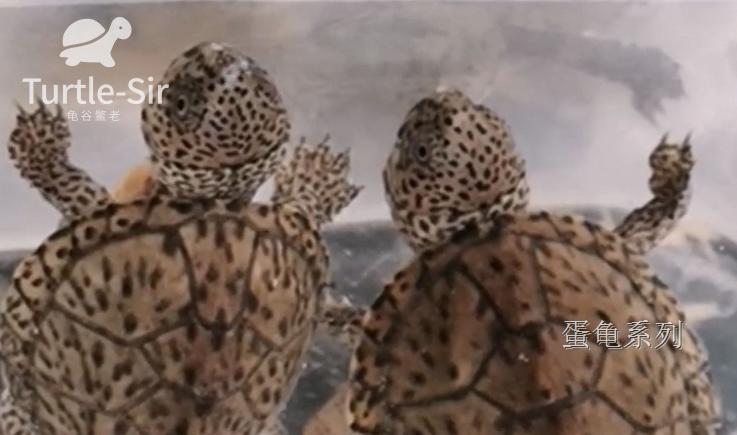 巨头蛋龟养殖技巧,蛋龟龟苗壳软硬程度排行
