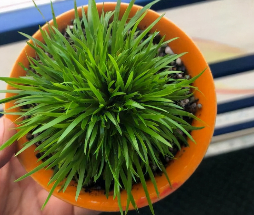 最爱喝水的4种花浇得勤长得快,5天浇一次水又好看的花