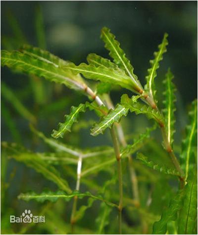 水草常见问题,常见鱼缸水草