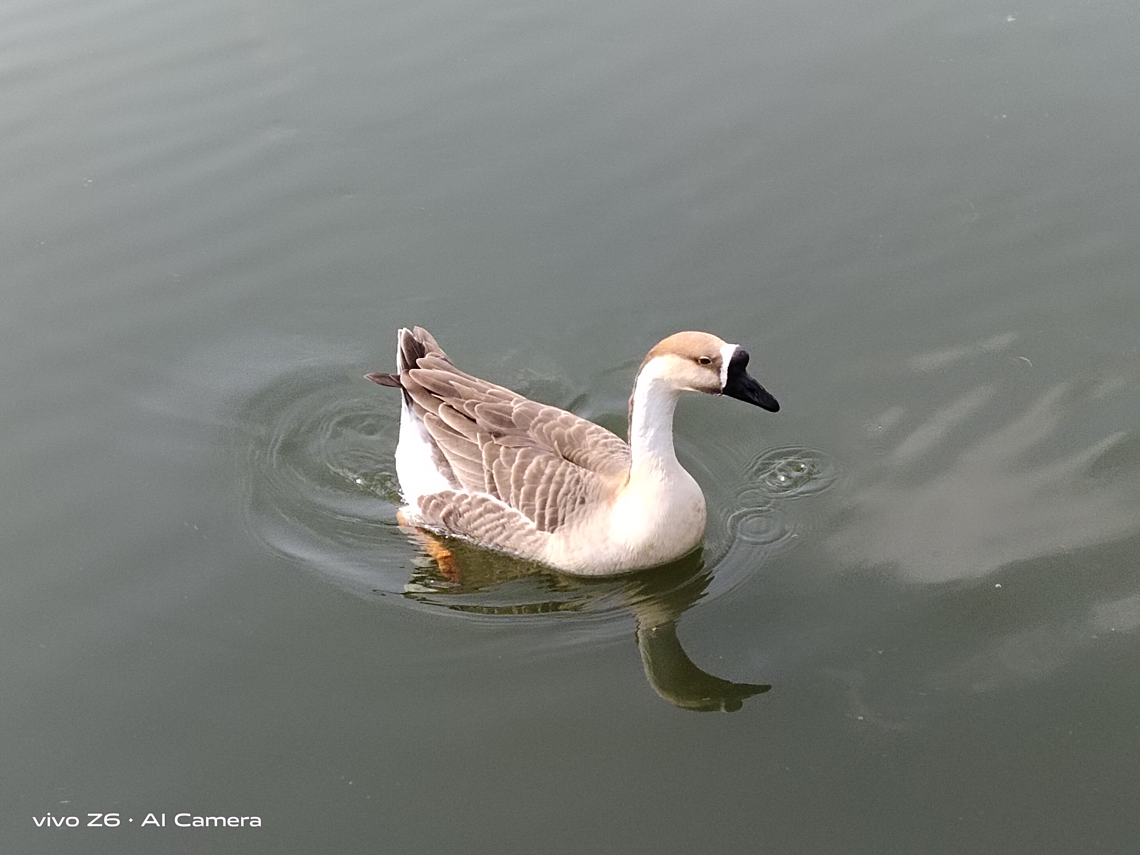 最好用的5g手机vivoz6,十大性价比最高的手机vivoz6