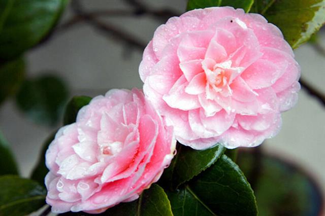 茶花是我国的十大名花吗,中国十大名花图片及花语