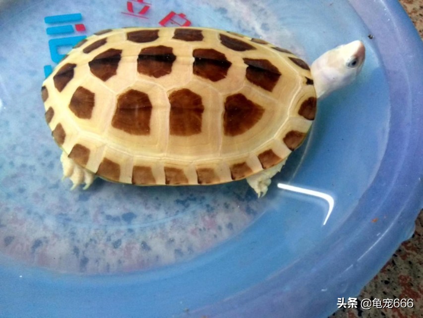 历年龟价走势如何,2024年龟行情走势