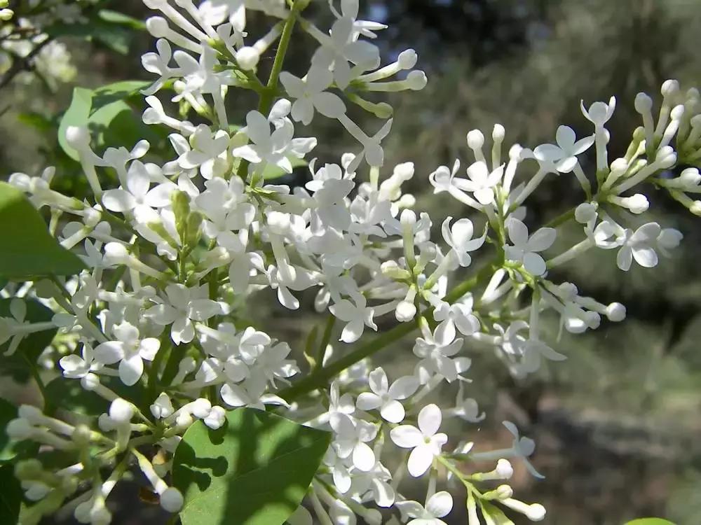 好书推荐快来领取你的宝藏书单,100种百花图谱大全