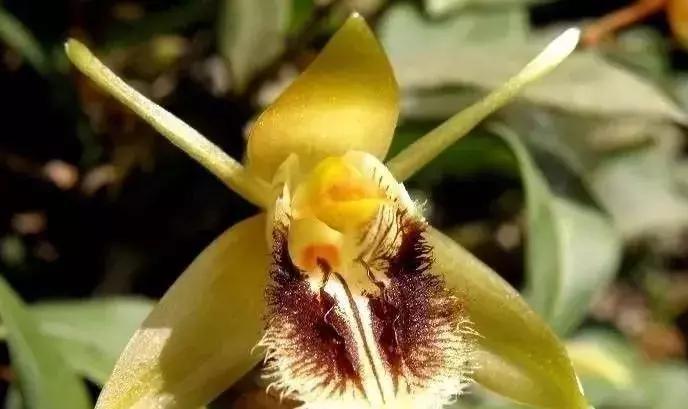 史上最全的兰花鉴赏,兰花品种之精品欣赏