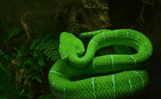 世界毒蛇毒性排名前100,中国十大毒蛇毒性详细介绍