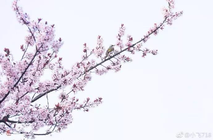 濡備綍鍖哄垎妯辫姳妗冭姳姊ㄨ姳鏉忚姳娴锋,妯辫姳妗冭姳鏉庤姳鏉忚姳濡備綍鍖哄垎