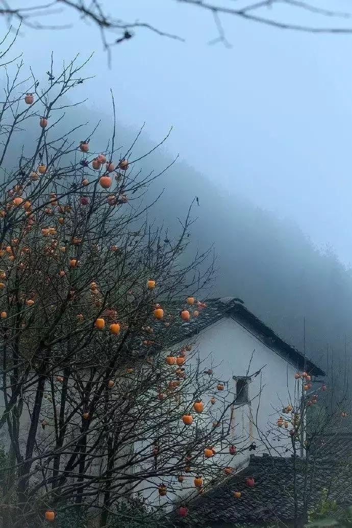 柿子熟了美文赏析,柿子熟了美图100张