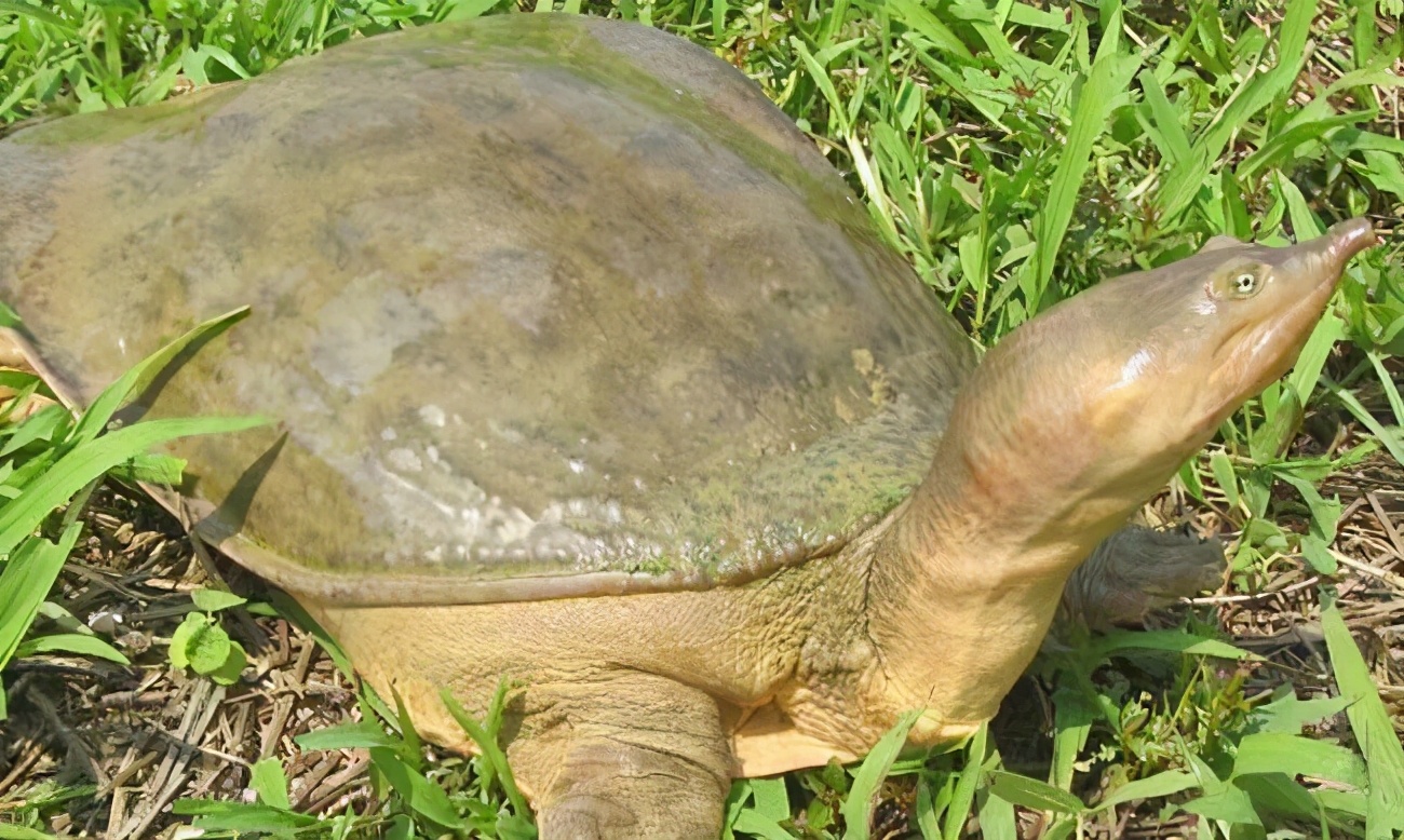室内养殖山瑞鳖技术,稻田养鳖致富经