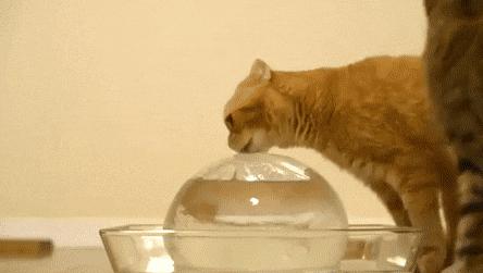 猫咪到底能不能喝矿泉水,猫咪喝自来水会结石吗