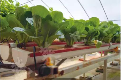 西红柿无土栽培技术,无土栽培分为哪两类