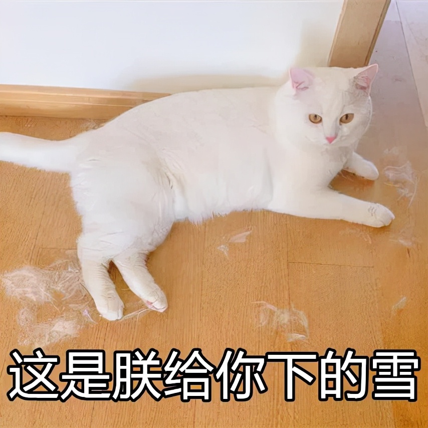 南方养猫跟北方养猫什么区别,北方养猫为什么比南方好