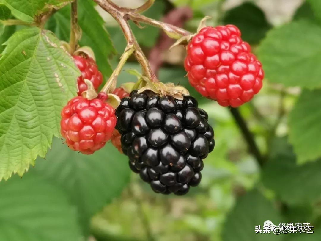 悠果观点：为什么我不看好舟山种树莓