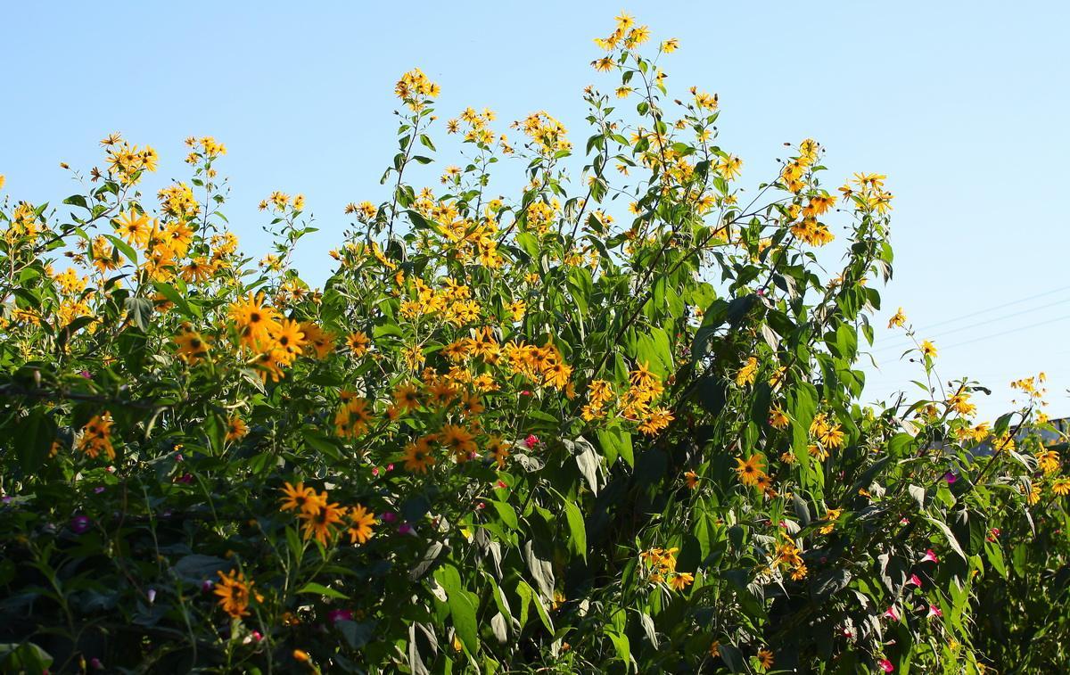 似姜却不辣，种1年收8年，做泡菜是一绝，如今遭嫌弃，我却想引种