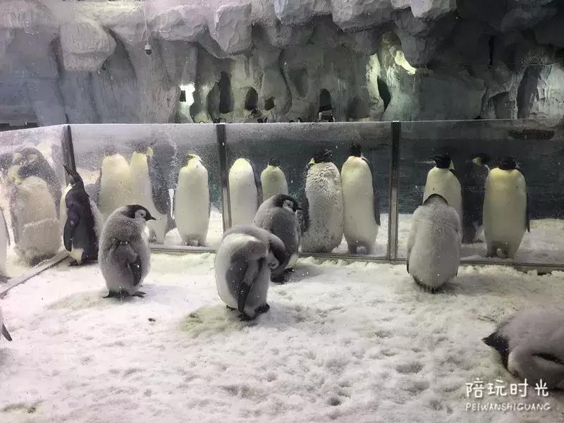 长隆什么时候去最好玩,一个人带两娃出去长隆有危险吗