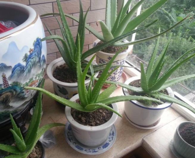 家里装修什么绿植除甲醛,大盆栽植物室内除甲醛