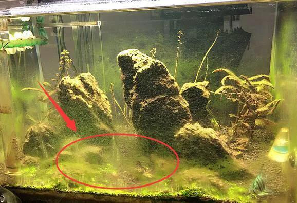 生态鱼缸养虾,鱼缸养虾怎么防止过滤泵吸走