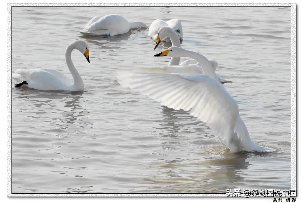 禁止野生动物保护环境人人有责,保护生态环境禁止野生动物上餐桌