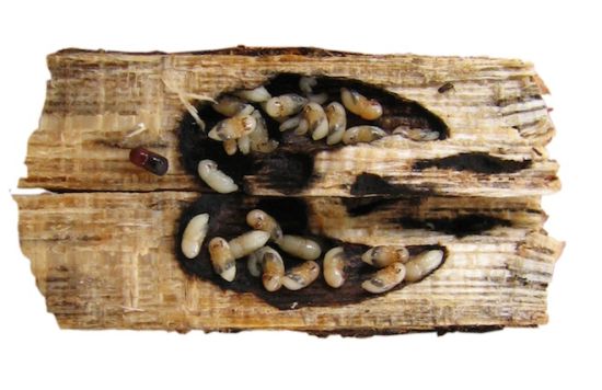 天牛屎壳郎甲虫,天牛幼虫啃木头是不是跟放电一样