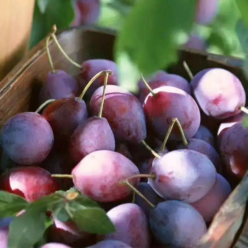 5元一斤买西梅，再送一颗果树，还能免费旅游！有这么好的事？