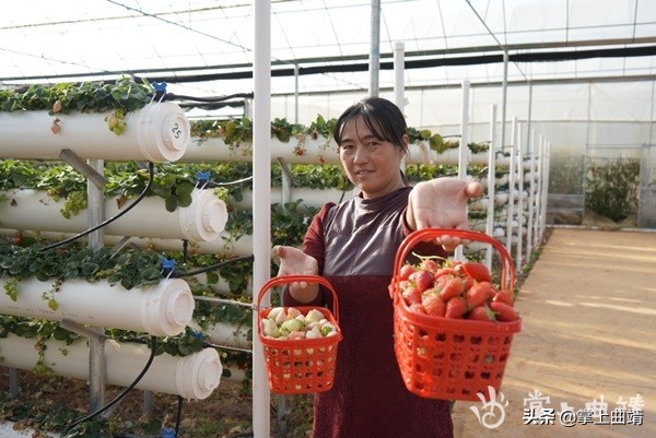 陆良县草莓采摘,陆良绿河谷生态草莓采摘园