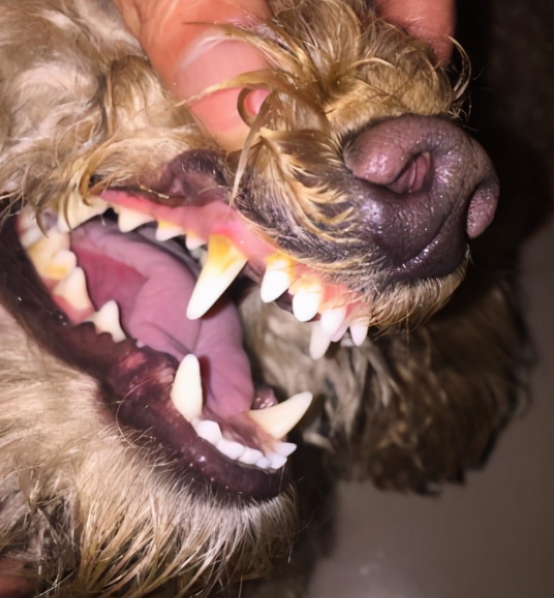 新手养狗泰迪犬如何饲养,新手如何养泰迪犬幼犬