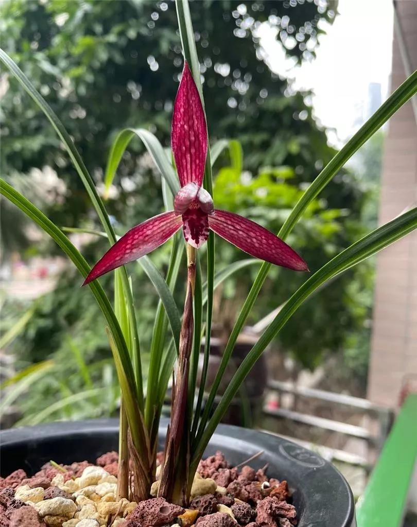 云南玉溪的春兰品种有哪些,云南玉溪最好的兰花