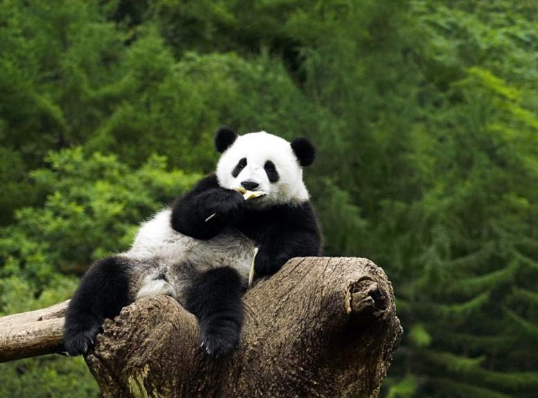 掏野生杀人蜂被蛰,一男子抓毒蜂泡酒死亡