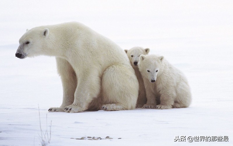 非洲草原上生存过老虎吗？是不是被狮群赶走的？网友的解释很合理