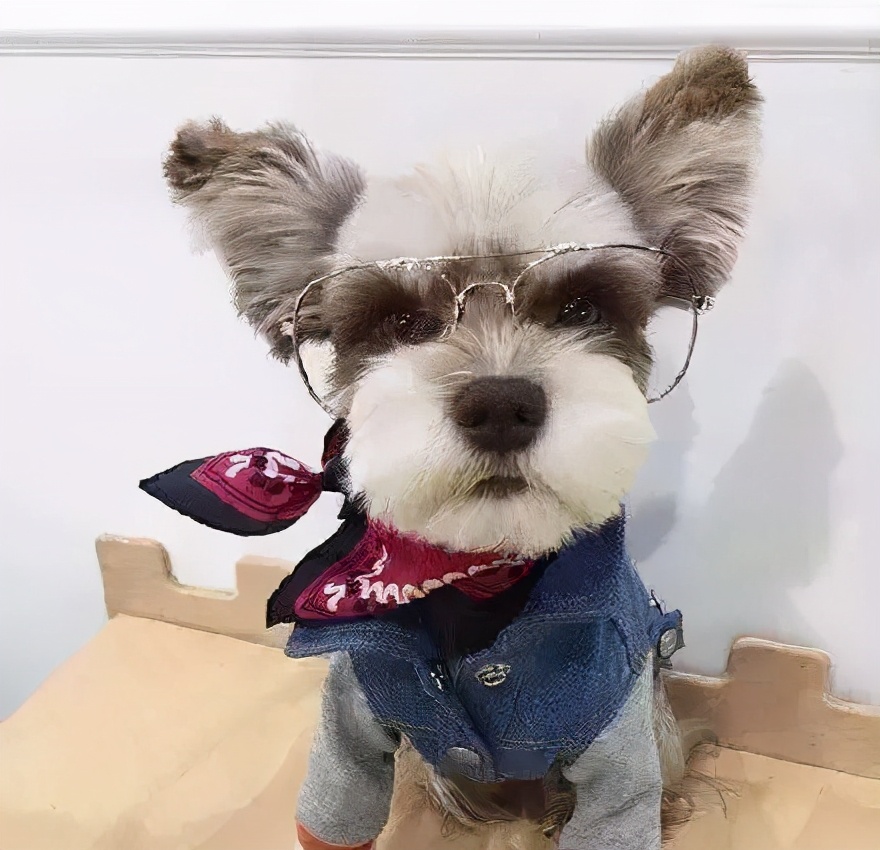 新手养狗宠主品种推荐,养狗推荐高颜值品种