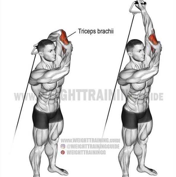 胸肩背臂腿腹训练动作,腰臀肌肉训练方法