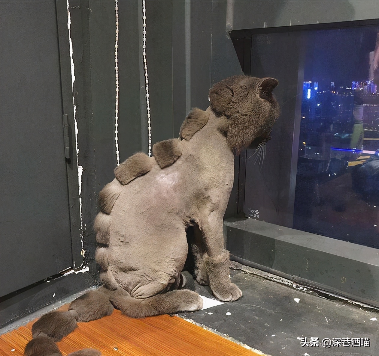 猫咪身上有跳蚤怎么彻底消灭,猫咪身上有跳蚤如何根除