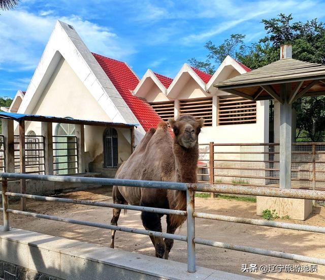 青岛动物园大熊猫馆从哪进,青岛动物园熊猫馆游玩攻略