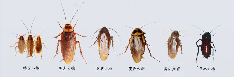 灭蟑螂买什么蟑螂药,家里灭蟑螂有哪些好用的蟑螂药