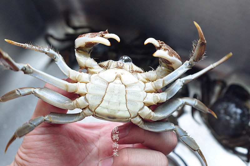 如何挑选肥美蟹,挑蟹最佳方法图解