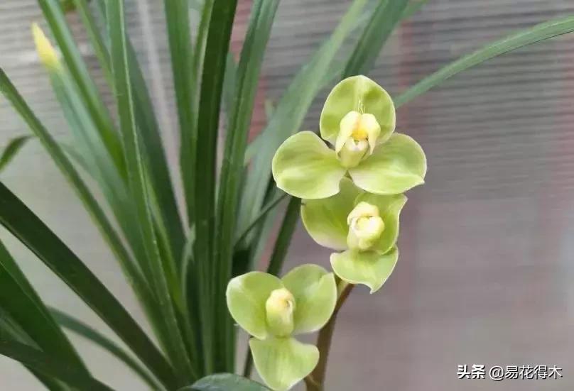 春兰春剑送春莲瓣兰蕙兰怎么分别,蕙兰春兰春剑莲瓣兰对光照的要求