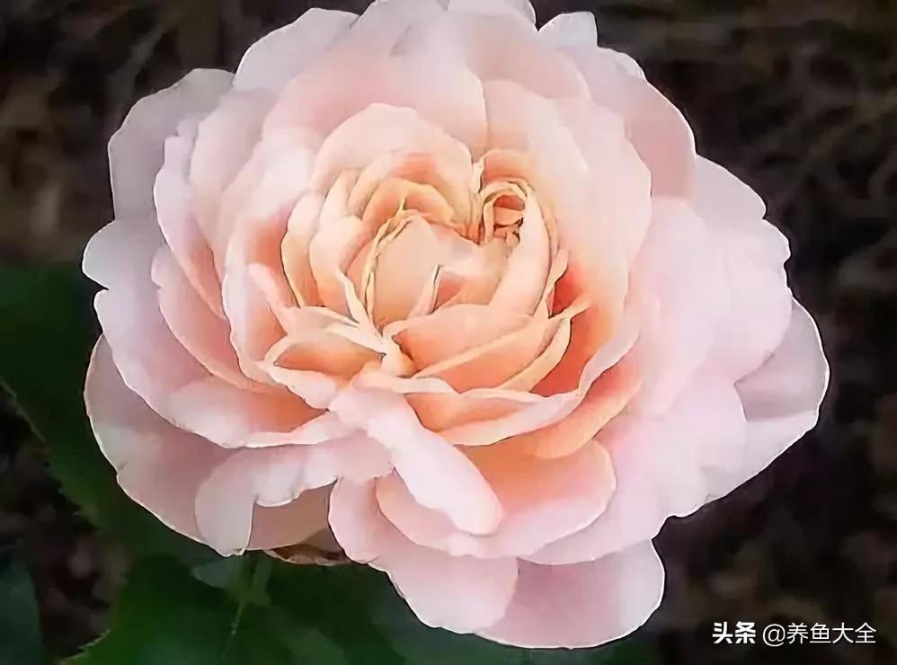 世界名贵花图片大全集,世界上最漂亮名贵的花卉