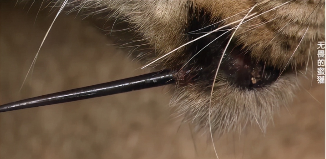 蜜獾两小时后继续享用毒蛇,蜜獾凶猛攻击人类