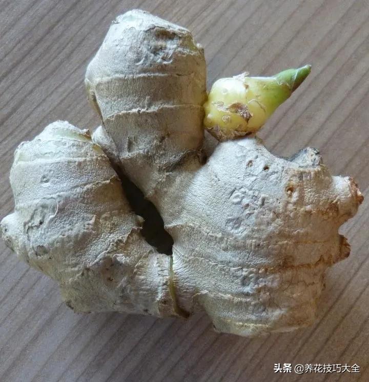 生姜的盆栽需要晒太阳吗,生姜怎么在室内盆栽