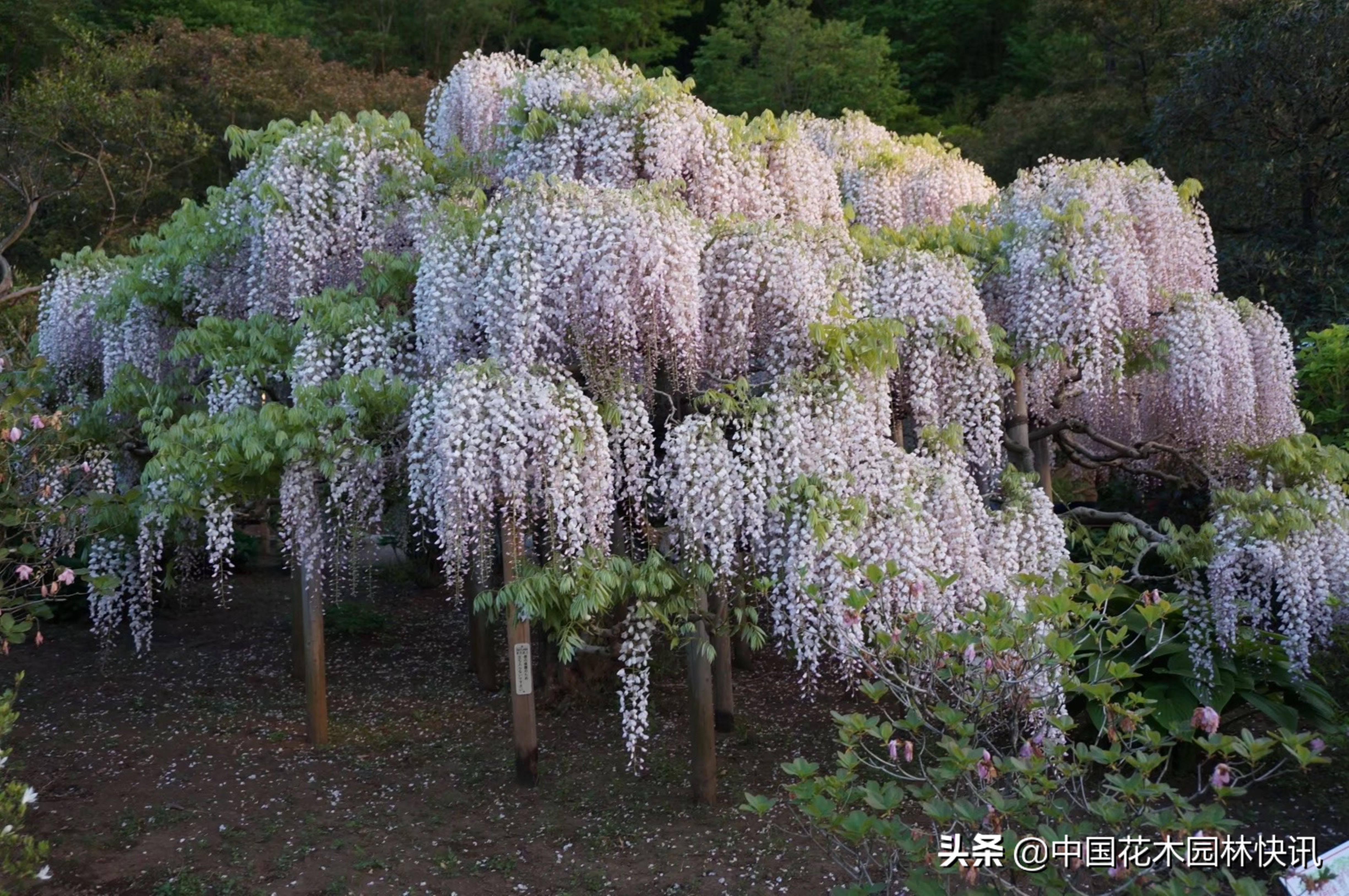 日本最美紫藤园,日本紫藤花美景
